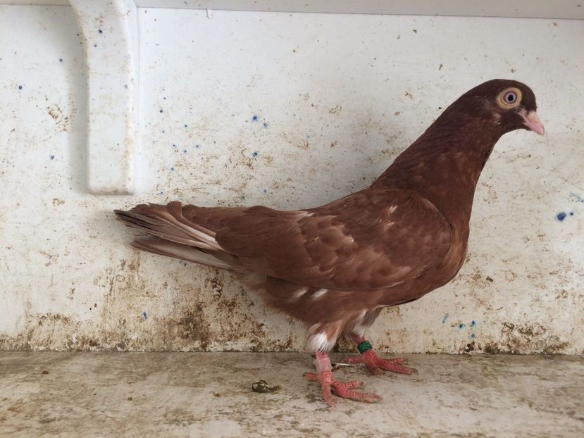 752719 - 2-lot zbor pana simpla 2019