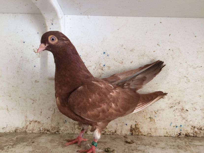  - 2-lot zbor pana simpla 2019