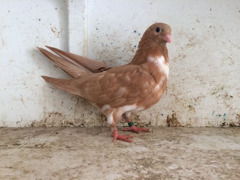 753319 - 2-lot zbor pana simpla 2019