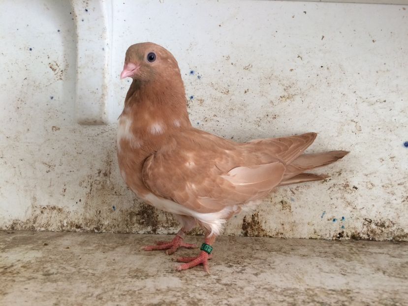  - 2-lot zbor pana simpla 2019