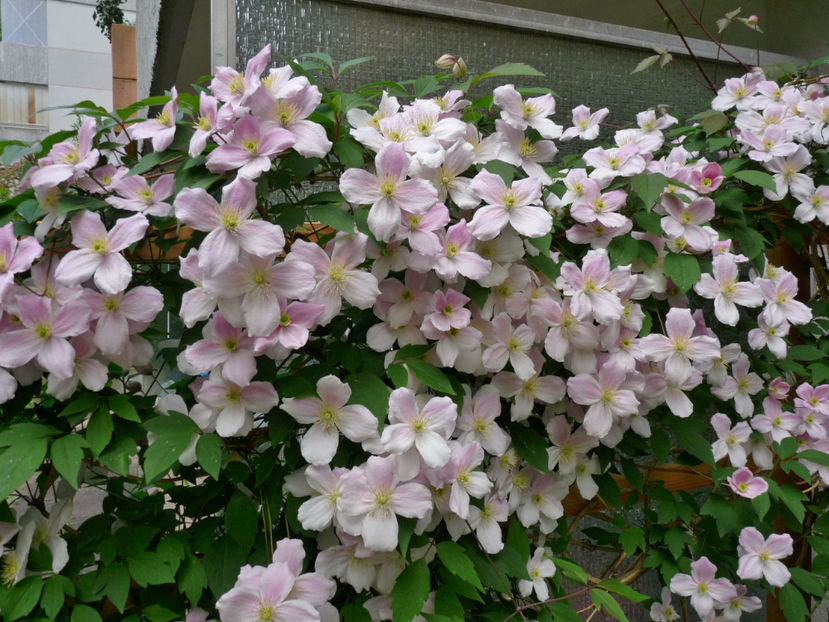  - Clematis