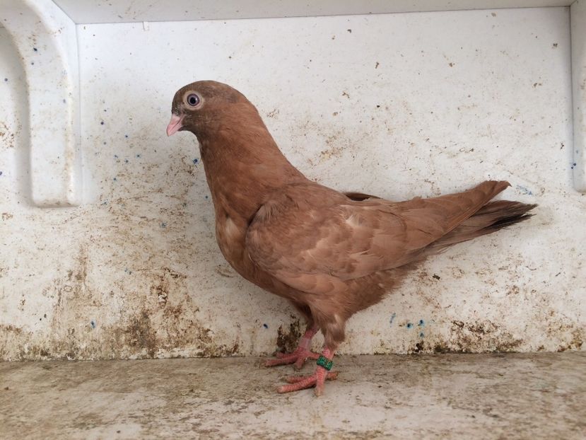 750819 - 2-lot zbor pana simpla 2019
