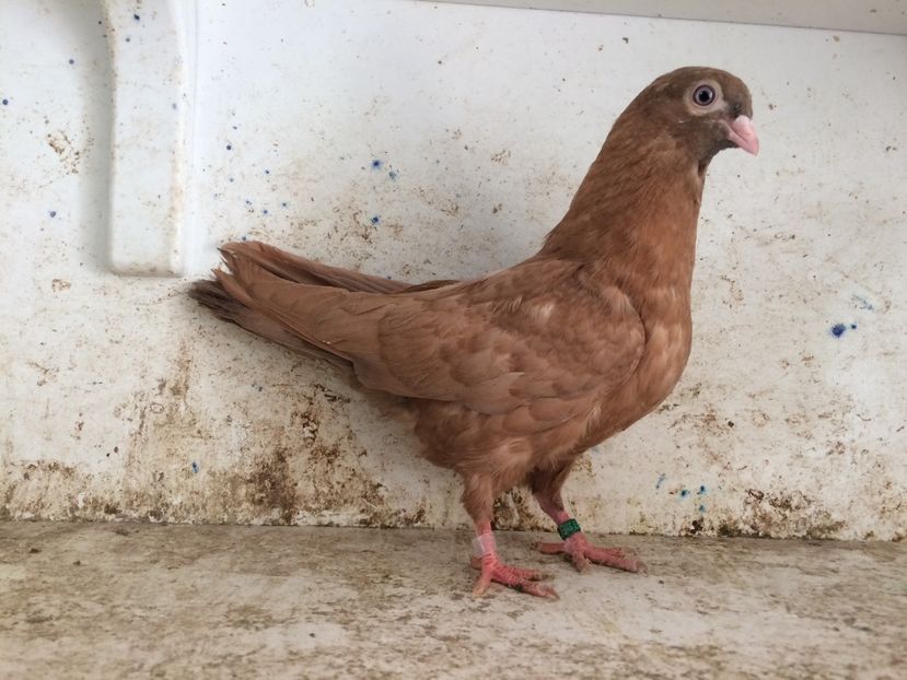  - 2-lot zbor pana simpla 2019