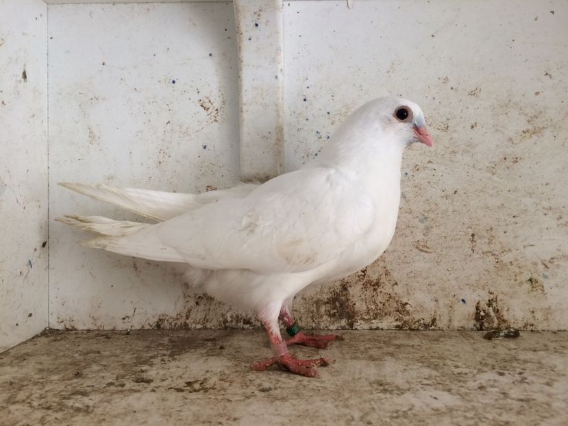  - 2-lot zbor pana simpla 2019