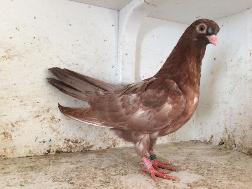 752419 - 2-lot zbor pana simpla 2019