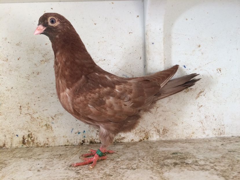  - 2-lot zbor pana simpla 2019