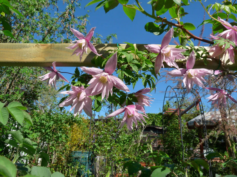 - Clematis