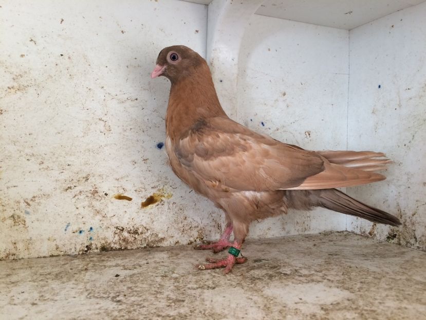  - 2-lot zbor pana simpla 2019