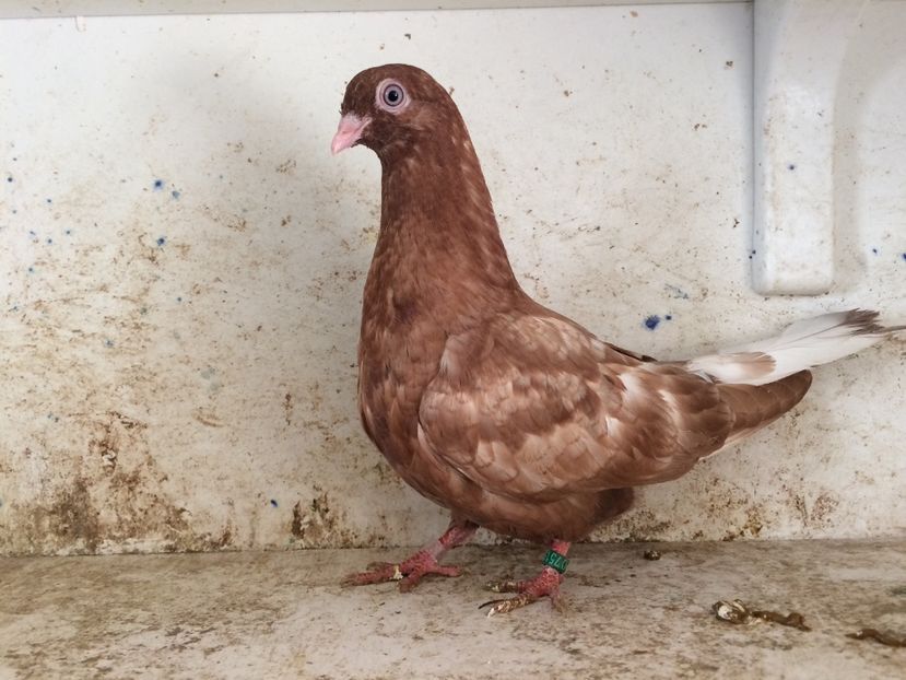 751919 - 2-lot zbor pana simpla 2019