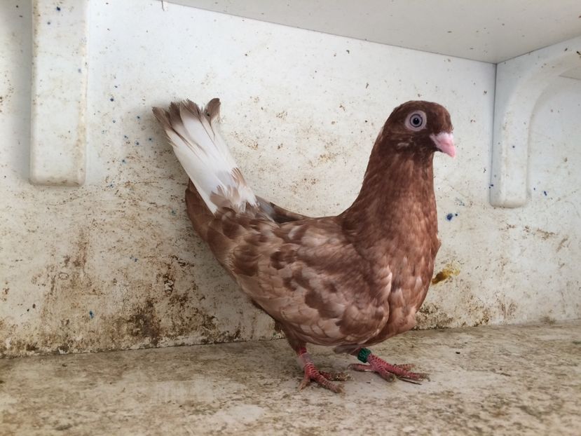  - 2-lot zbor pana simpla 2019
