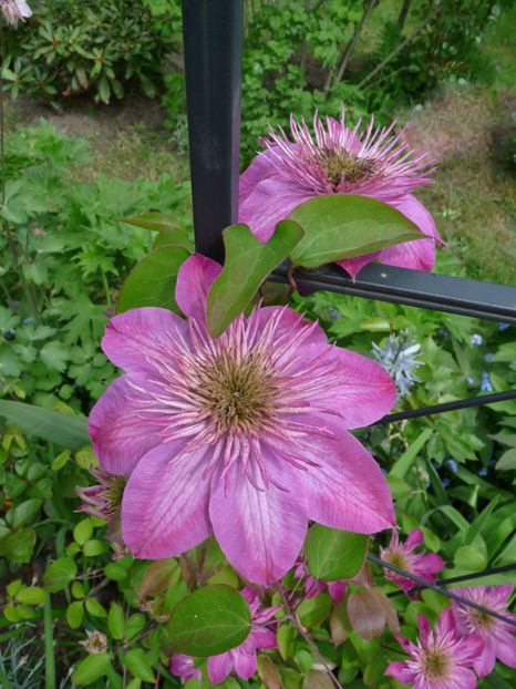  - Clematis
