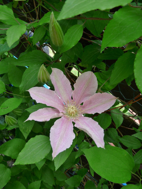  - Clematis