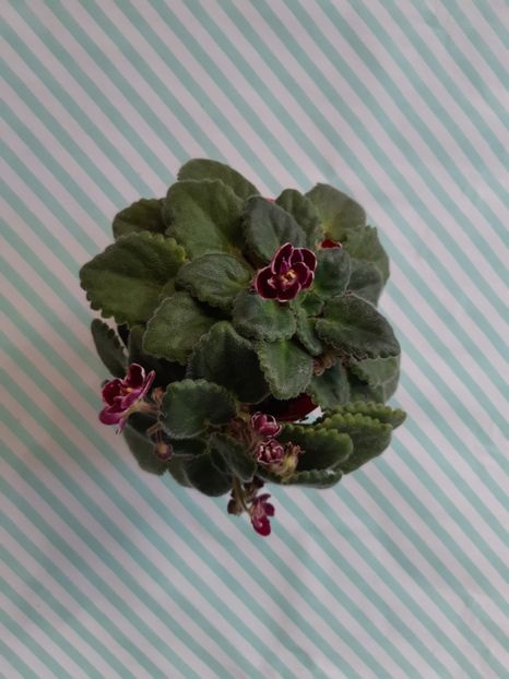 16.05.2019 - MAC S GLACIAL GRAPE