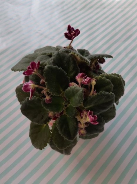 16.05.2019 - MAC S GLACIAL GRAPE