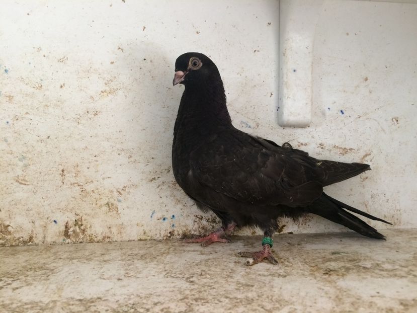 752619 - 2-lot zbor pana simpla 2019