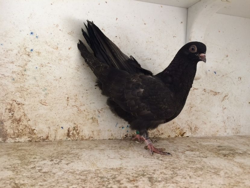  - 2-lot zbor pana simpla 2019