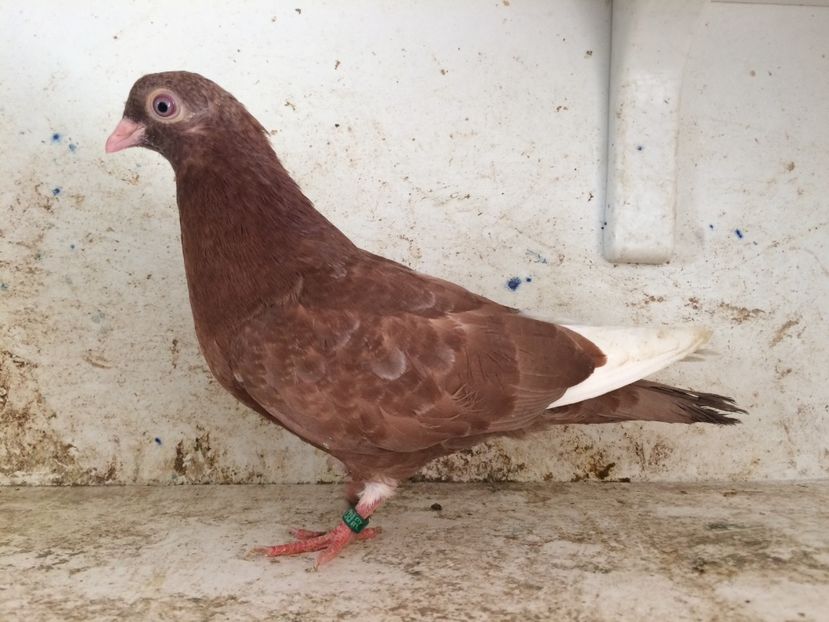 753119 - 2-lot zbor pana simpla 2019