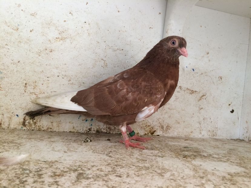  - 2-lot zbor pana simpla 2019