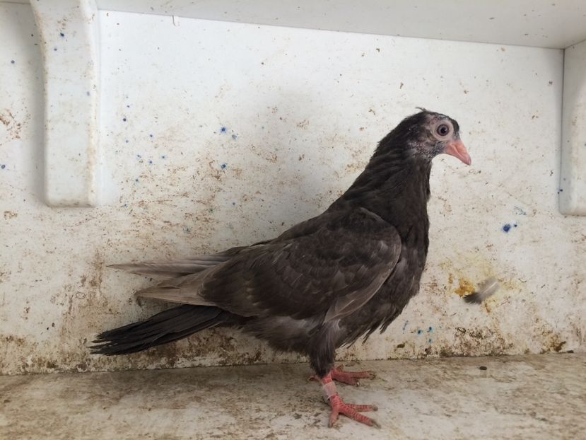 754019 - 2-lot zbor pana simpla 2019