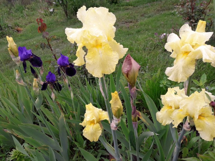 Incep si irisii germanicus - a-primavara-2019