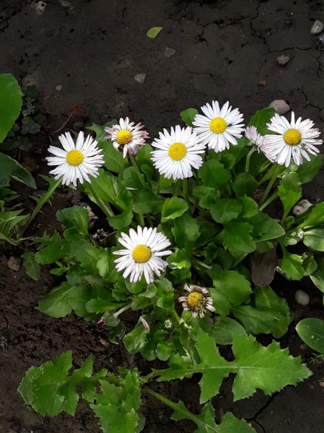  - Luna Mai in grădina mea 2019