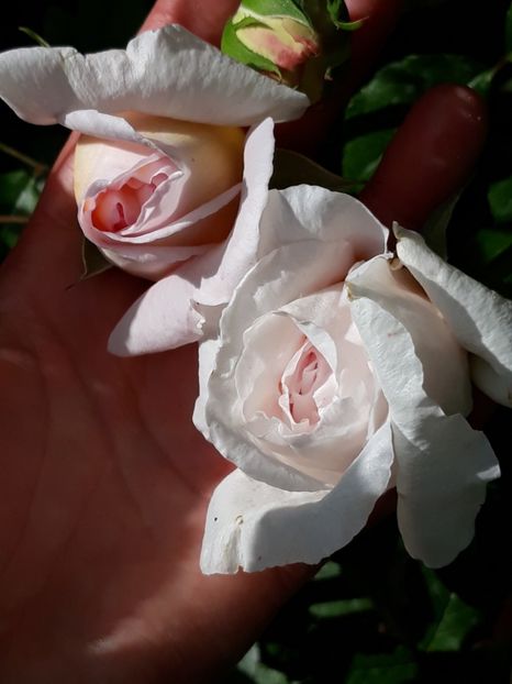  - Luna Mai in grădina mea 2019