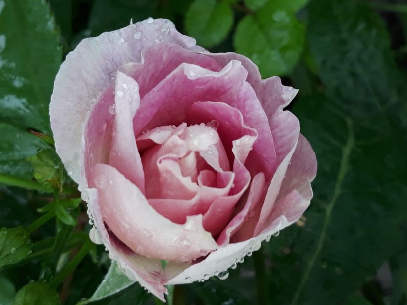  - Luna Mai in grădina mea 2019