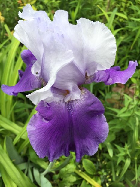 Ascent of angel - Iriși 2019 2024