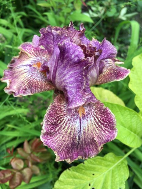 Maria tormena - Iriși 2019 2024