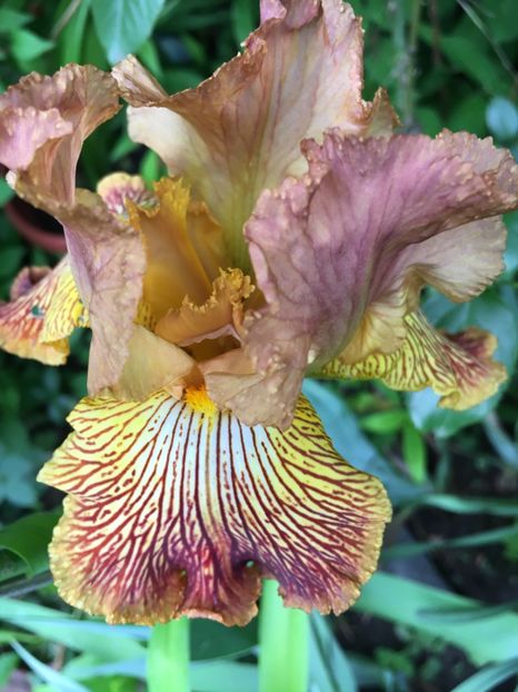 Tiger shark - Iriși 2019 2024