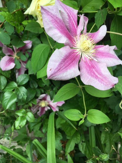 96226AE3-A91C-41D6-B68B-8E2B80F620B8 - Clematite 2019