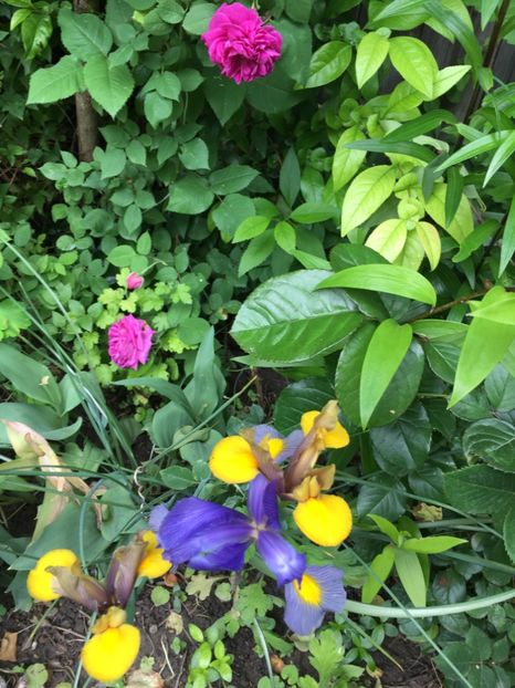 82BFA274-C2BD-429C-BD9E-DD2A8637660C - Iriși 2019 2024