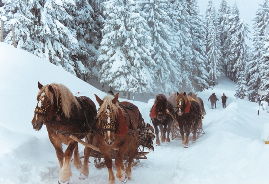 Iarna in Bucovina