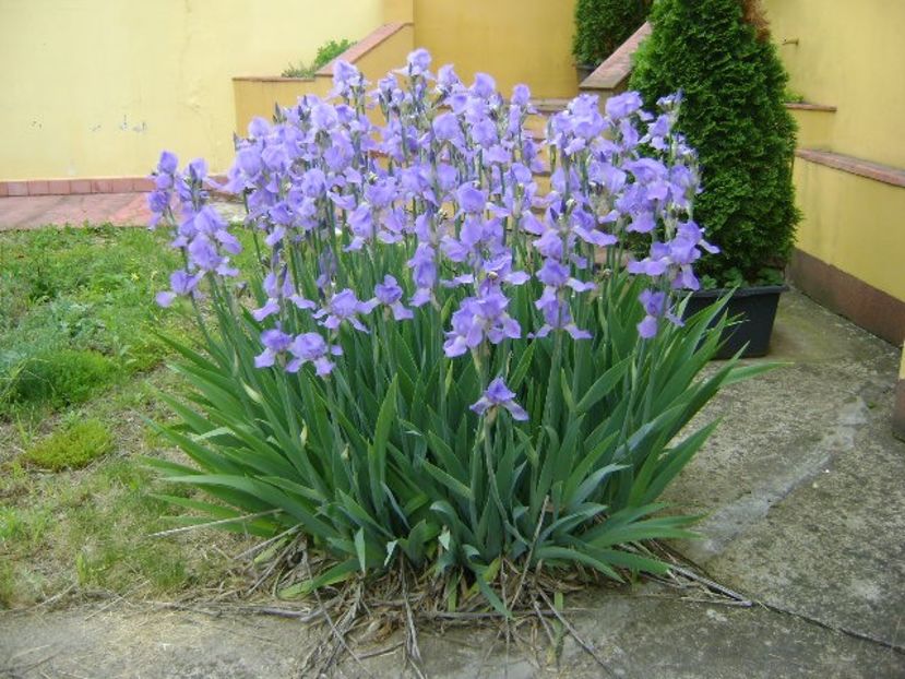 Tufa de irisi - Primavara 2019