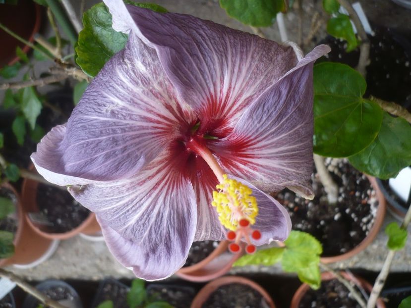 16.05.2019 - HIBISCUSI 2019-1