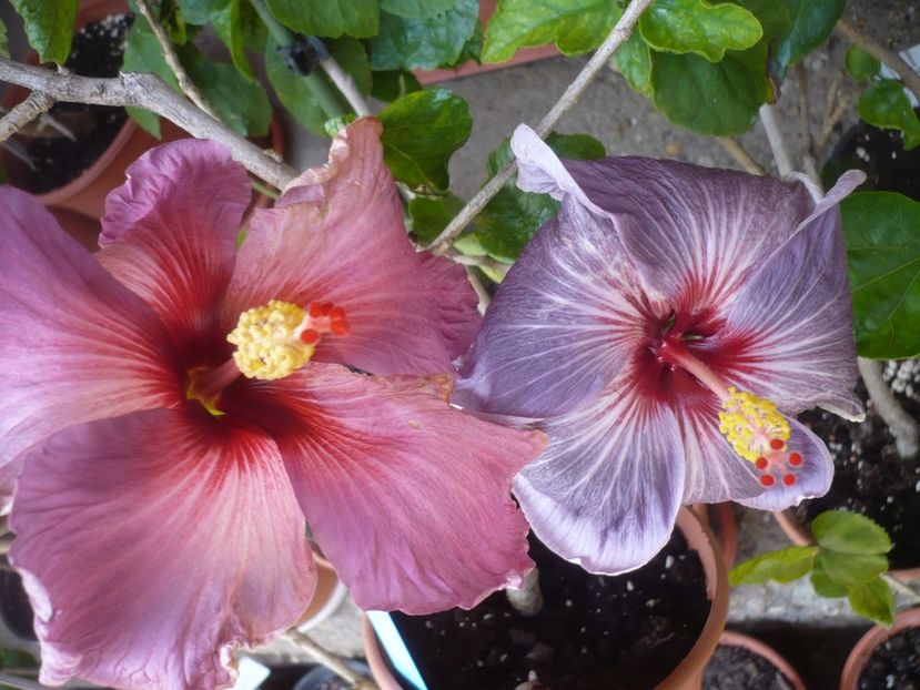 P1410161 - HIBISCUSI 2019-1