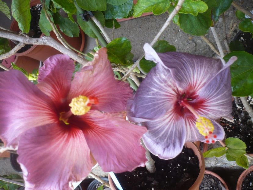 P1410162 - HIBISCUSI 2019-1