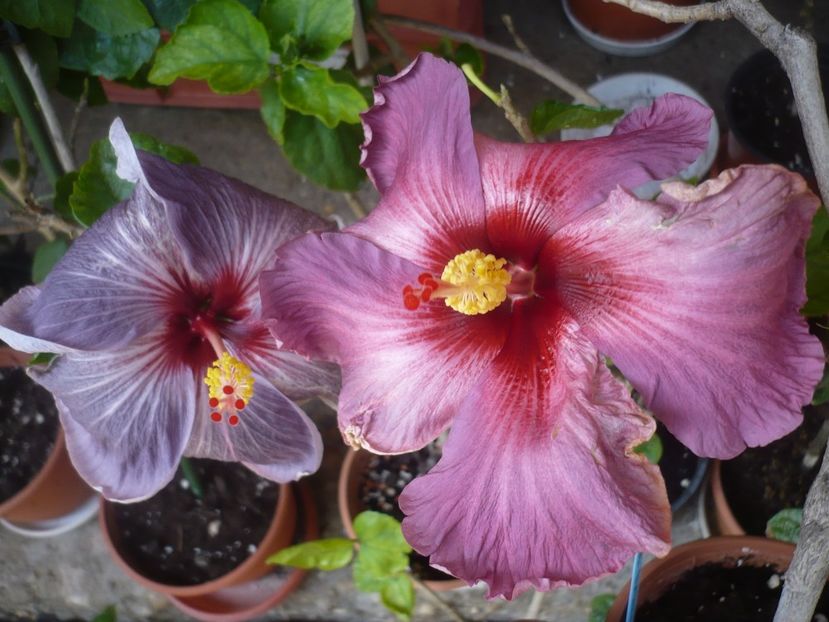 P1410163 - HIBISCUSI 2019-1