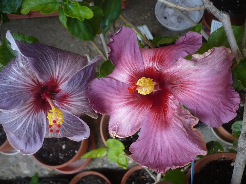 P1410164 - HIBISCUSI 2019-1