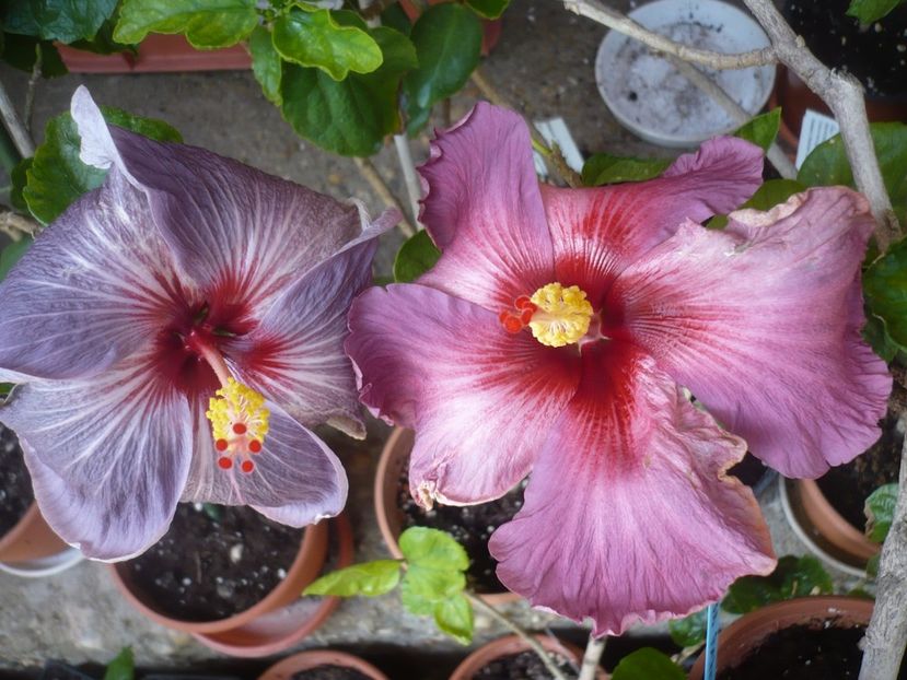 P1410165 - HIBISCUSI 2019-1