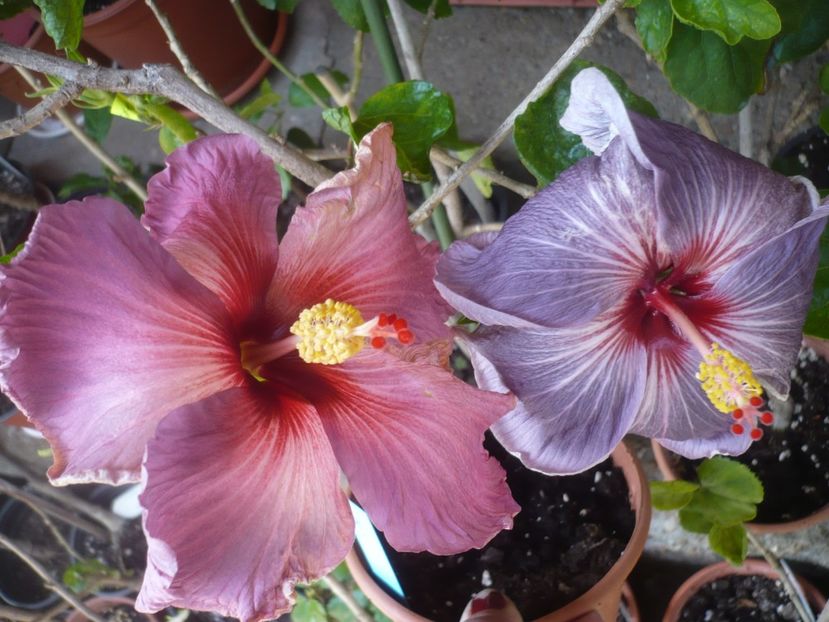 P1410166 - HIBISCUSI 2019-1