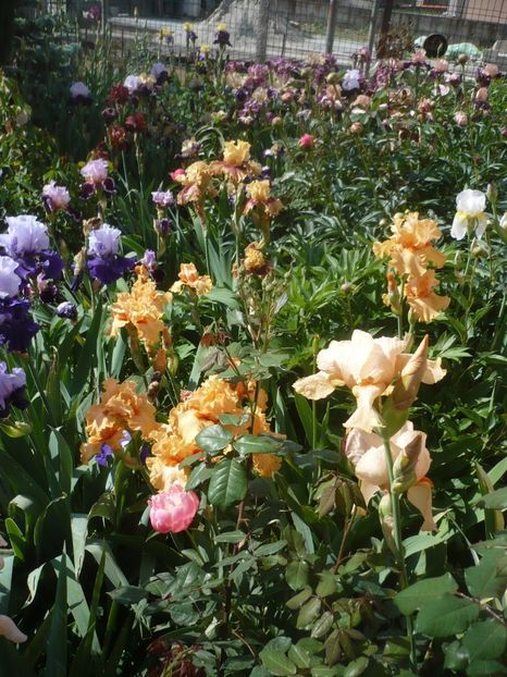 16.05.2019 - GRADINA 2019