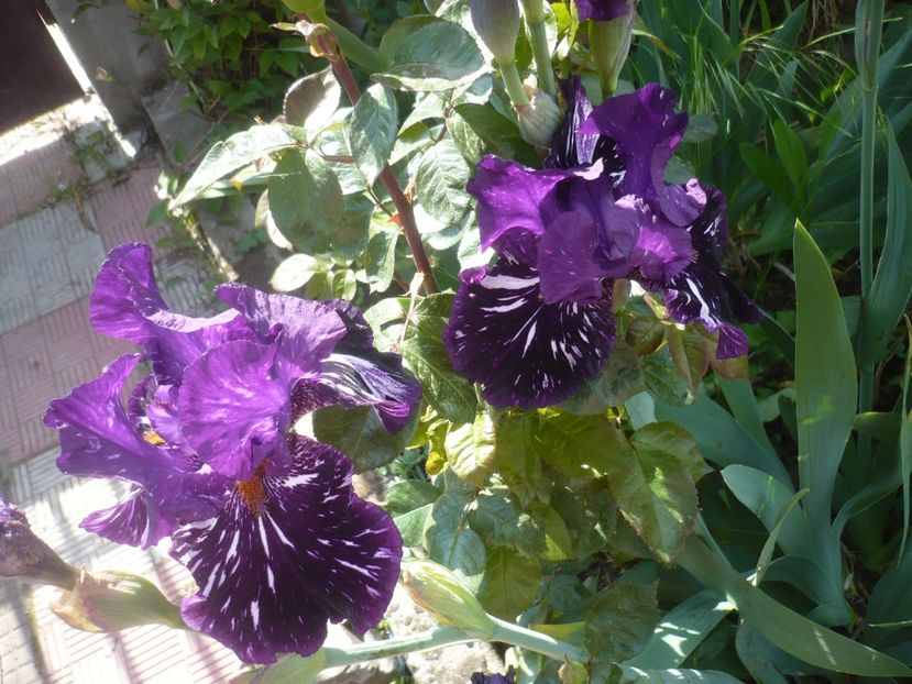 P1410170 - GRADINA 2019