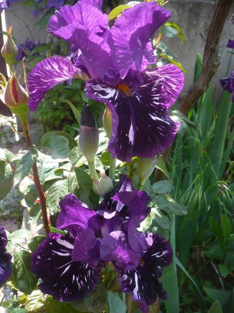 P1410171 - GRADINA 2019