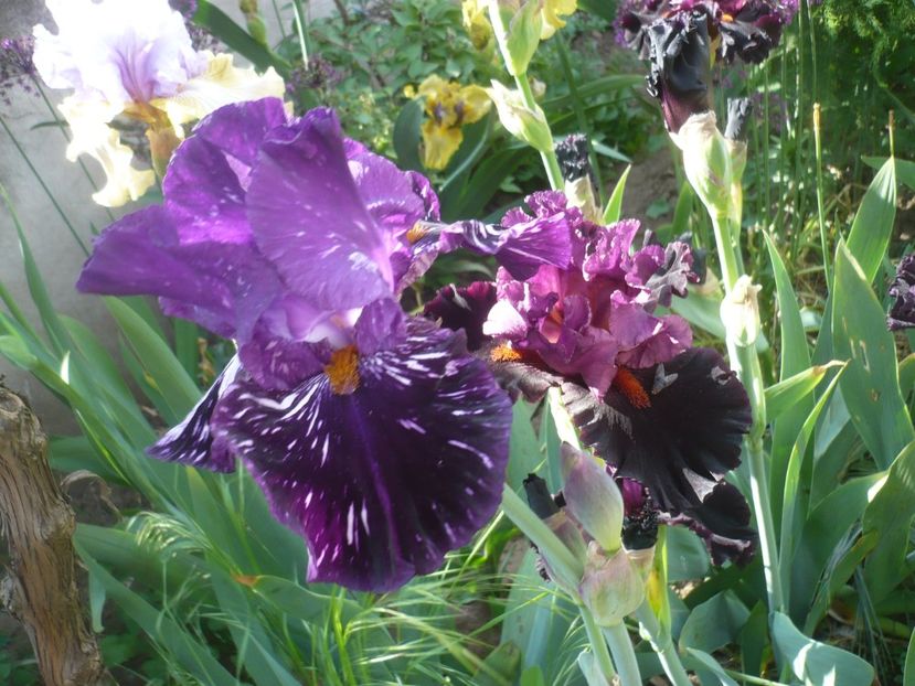 P1410172 - GRADINA 2019