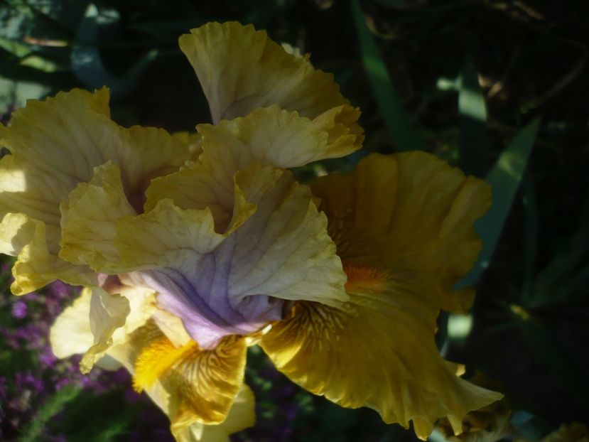 P1410174 - GRADINA 2019