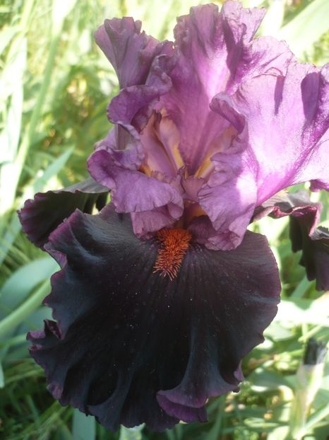 P1410175 - GRADINA 2019