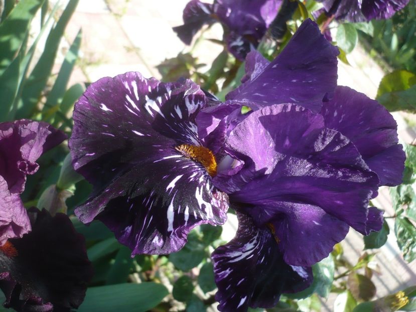 P1410177 - GRADINA 2019