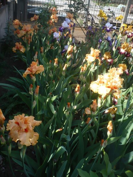 P1410178 - GRADINA 2019