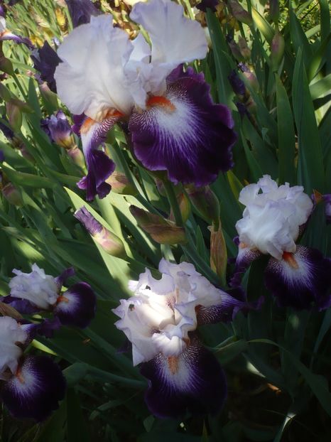 P1410179 - GRADINA 2019